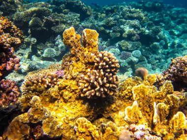 Kızıl Deniz resiflerindeki güzel mercanlar