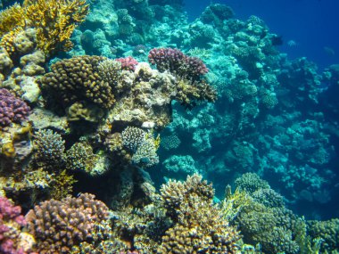 Kızıl Deniz resiflerindeki güzel mercanlar