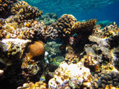 Kızıl Deniz resiflerindeki güzel mercanlar