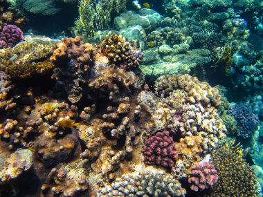 Kızıl Deniz resiflerindeki güzel mercanlar