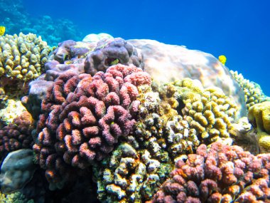 Kızıl Deniz resiflerindeki güzel mercanlar