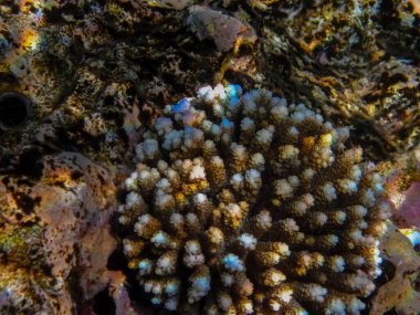 Kızıl Deniz resiflerindeki güzel mercanlar