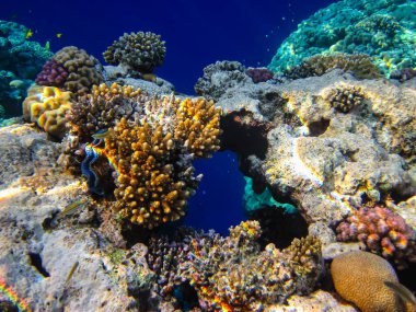 Kızıl Deniz resiflerindeki güzel mercanlar