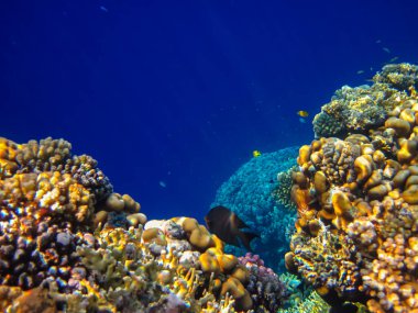 Kızıl Deniz resiflerindeki güzel mercanlar