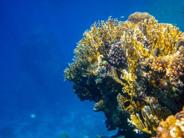 Kızıl Deniz resiflerindeki güzel mercanlar