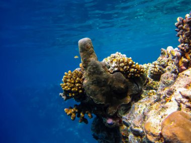 Kızıl Deniz resiflerindeki güzel mercanlar