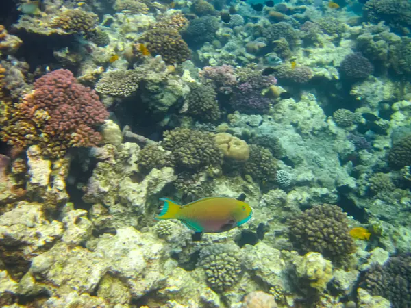 Kızıldeniz 'in bir mercan resifinde bir sürü renkli balık.