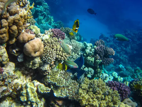 Kızıldeniz 'in bir mercan resifinde bir sürü renkli balık.
