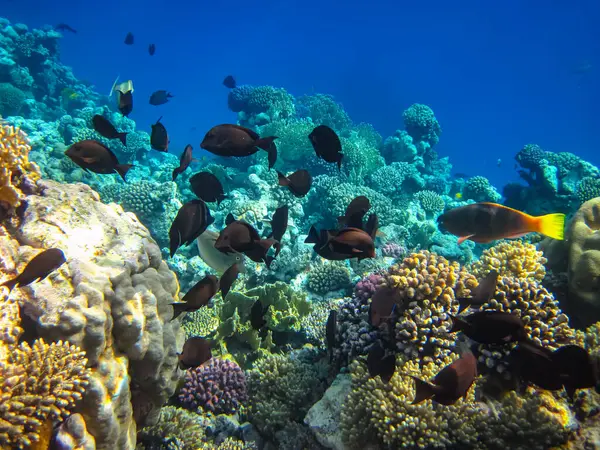 Kızıldeniz 'in bir mercan resifinde bir sürü renkli balık.