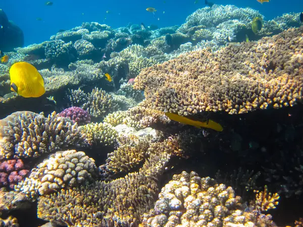Kızıldeniz 'in bir mercan resifinde bir sürü renkli balık.