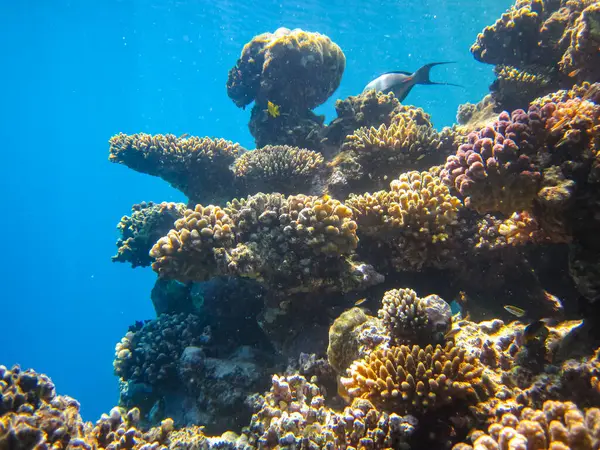 Kızıl Deniz resiflerindeki güzel mercanlar