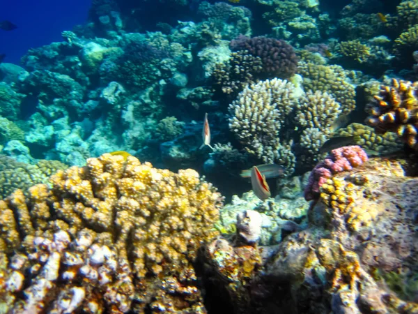 Kızıl Deniz resiflerindeki güzel mercanlar