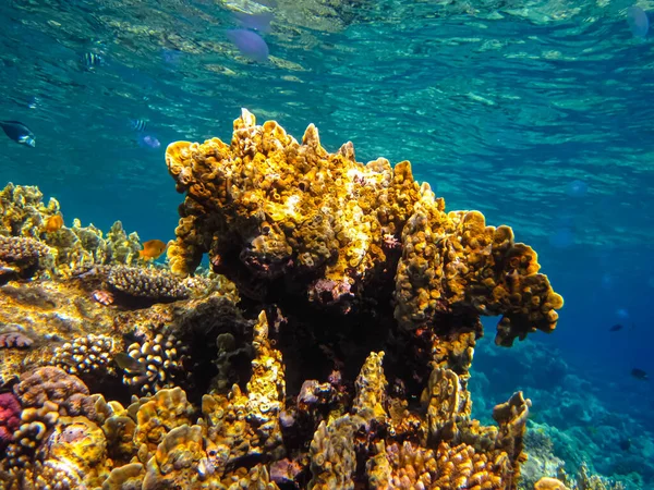 Kızıl Deniz resiflerindeki güzel mercanlar