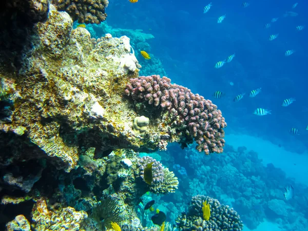 Kızıl Deniz resiflerindeki güzel mercanlar