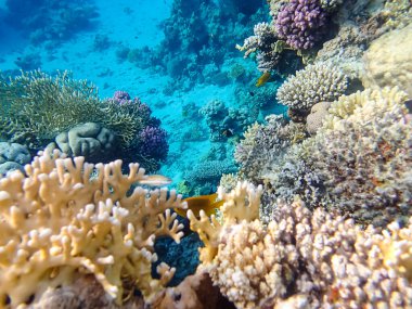 Kızıl denizdeki güzel mercan kayalıkları