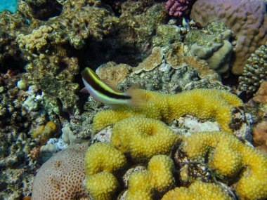 Kızıl denizdeki güzel mercan kayalıkları