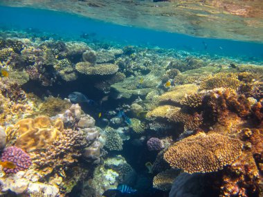 Kızıl denizdeki güzel mercan kayalıkları