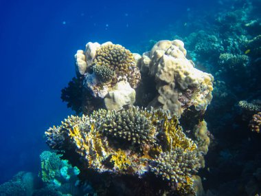 Kızıl denizdeki güzel mercan kayalıkları