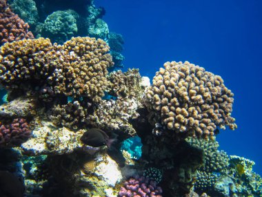 Kızıl denizdeki güzel mercan kayalıkları