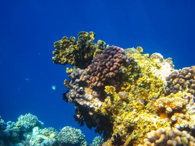 Kızıl denizdeki güzel mercan kayalıkları