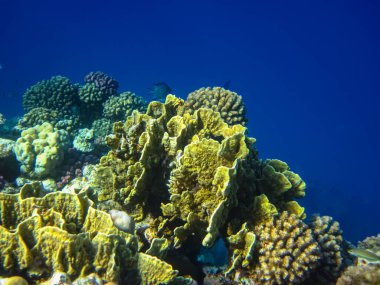 Kızıl denizdeki güzel mercan kayalıkları