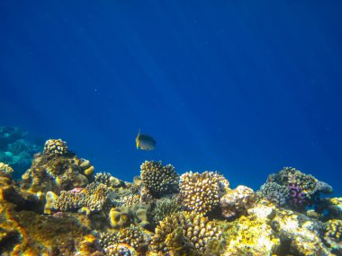 Kızıl denizdeki güzel mercan kayalıkları