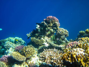 Kızıl denizdeki güzel mercan kayalıkları