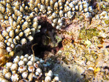 Kızıl denizdeki güzel mercan kayalıkları