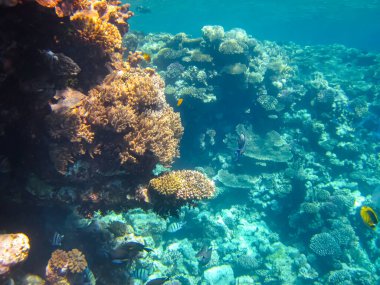 Kızıl denizdeki güzel mercan kayalıkları