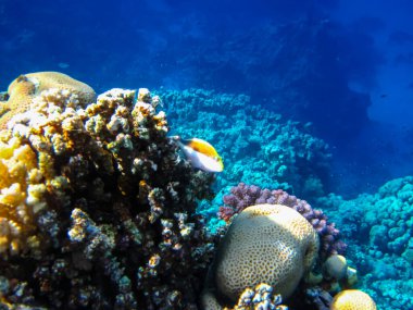 Kızıl denizdeki güzel mercan kayalıkları