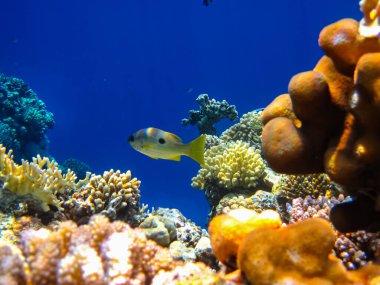 Kızıl denizdeki güzel mercan kayalıkları