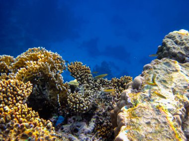 Kızıl denizdeki güzel mercan kayalıkları