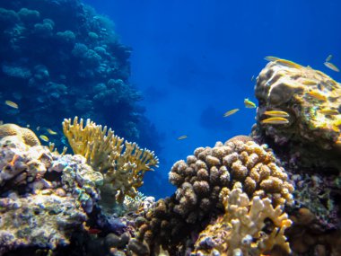 Kızıl denizdeki güzel mercan kayalıkları