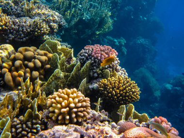 Kızıl denizdeki güzel mercan kayalıkları