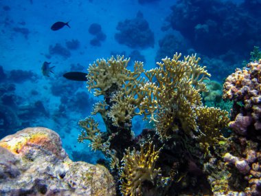 Kızıl denizdeki güzel mercan kayalıkları