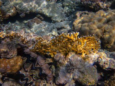 Kızıl denizdeki güzel mercan kayalıkları