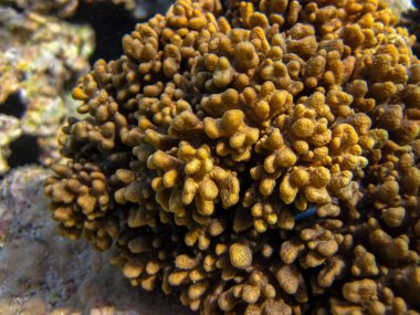 Kızıl denizdeki güzel mercan kayalıkları