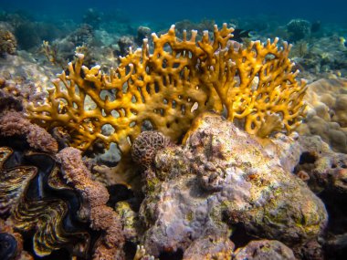 Kızıl denizdeki güzel mercan kayalıkları