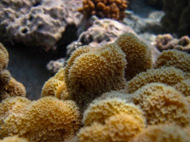 Kızıl denizdeki güzel mercan kayalıkları