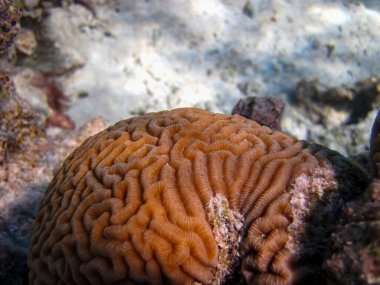 Kızıl denizdeki güzel mercan kayalıkları