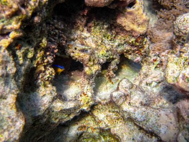 Kızıl denizdeki güzel mercan kayalıkları