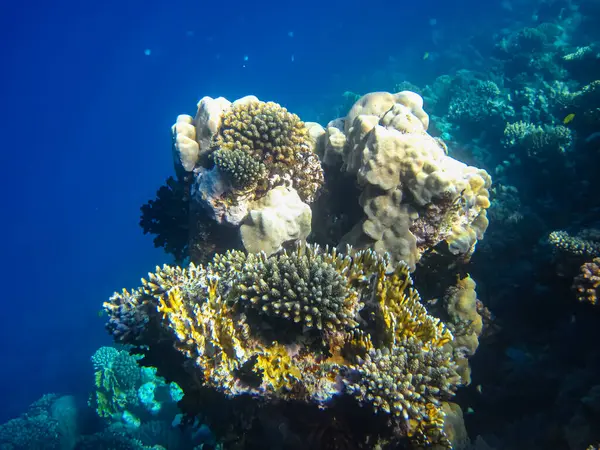 Kızıl denizdeki güzel mercan kayalıkları