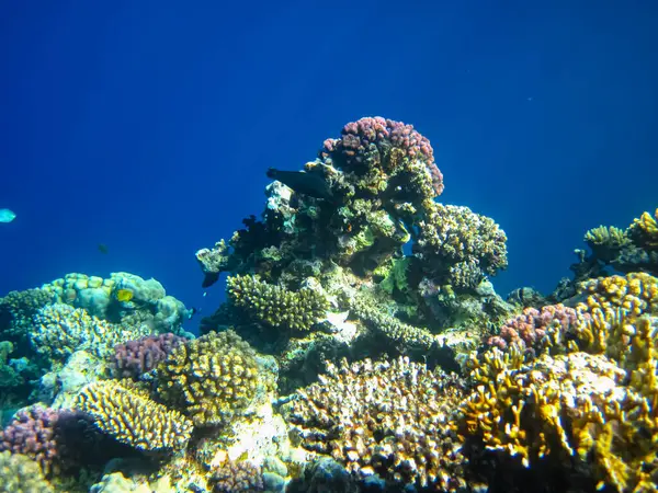 Kızıl denizdeki güzel mercan kayalıkları