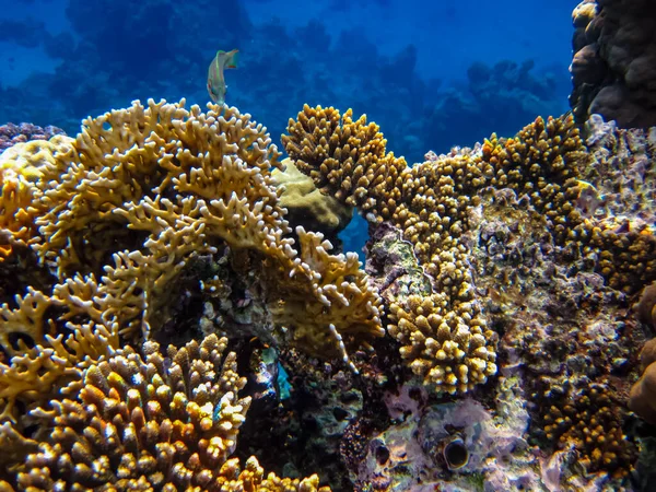 Kızıl denizdeki güzel mercan kayalıkları