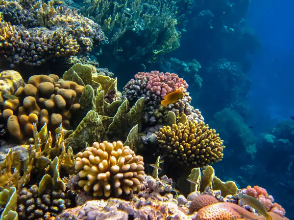Kızıl denizdeki güzel mercan kayalıkları