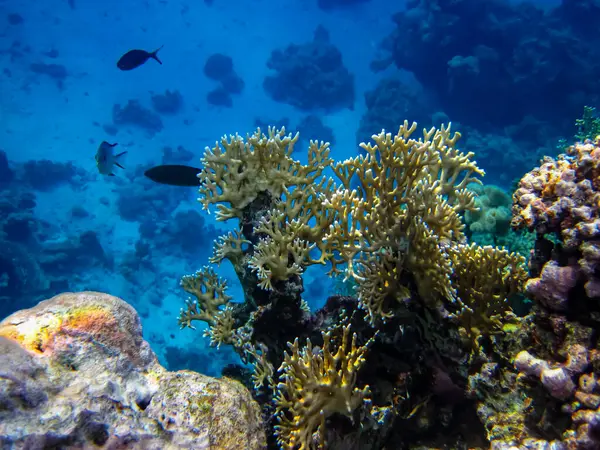 Kızıl denizdeki güzel mercan kayalıkları