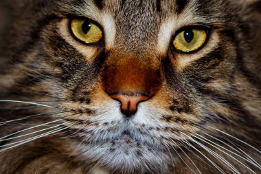 Tekir bir kedinin portresi. Genç Maine Rakunu.