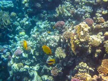 Kızıl Deniz 'in mercan kayalıklarında güzel balıklar