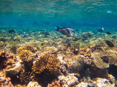Kızıl Deniz 'in mercan kayalıklarında güzel balıklar