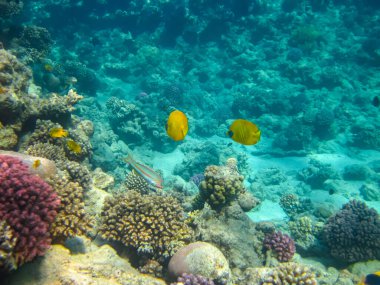 Kızıl Deniz 'in mercan kayalıklarında güzel balıklar